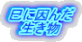 Ɉ @