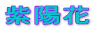 紫陽花