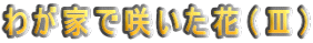 わが家で咲いた花(V)